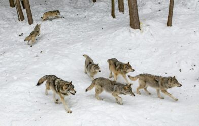 Au milieu de loups (Luc 10,1-20)