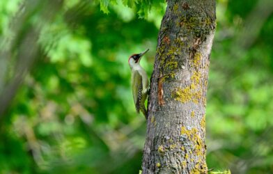 Joie de la prière (Luc 18,1-8 et Exode 17,8-13)