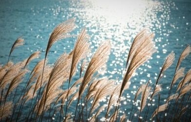 Abaissé élevé (Luc 18,9-14)