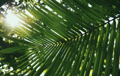 Une fête pour le Seigneur (Matthieu 21,1-11)