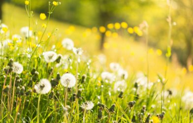 Retrouver la joie (Jean 20,19-31)